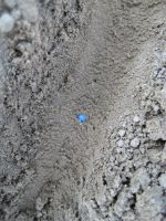 lente -> suikerbieten